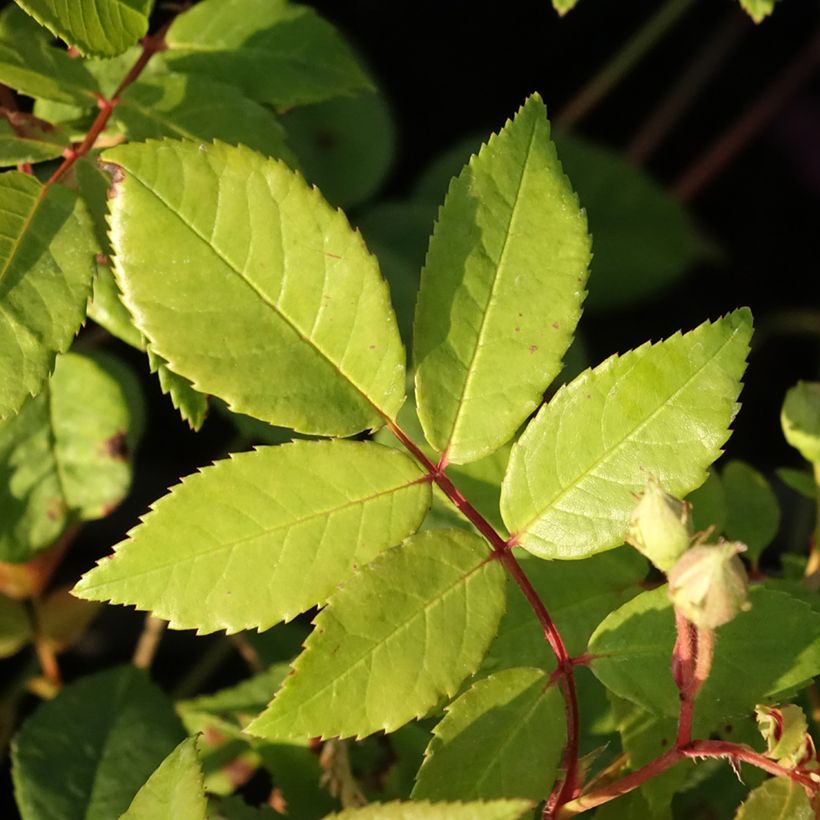 Rosier grimpant Siluetta Romantic (Foliage)