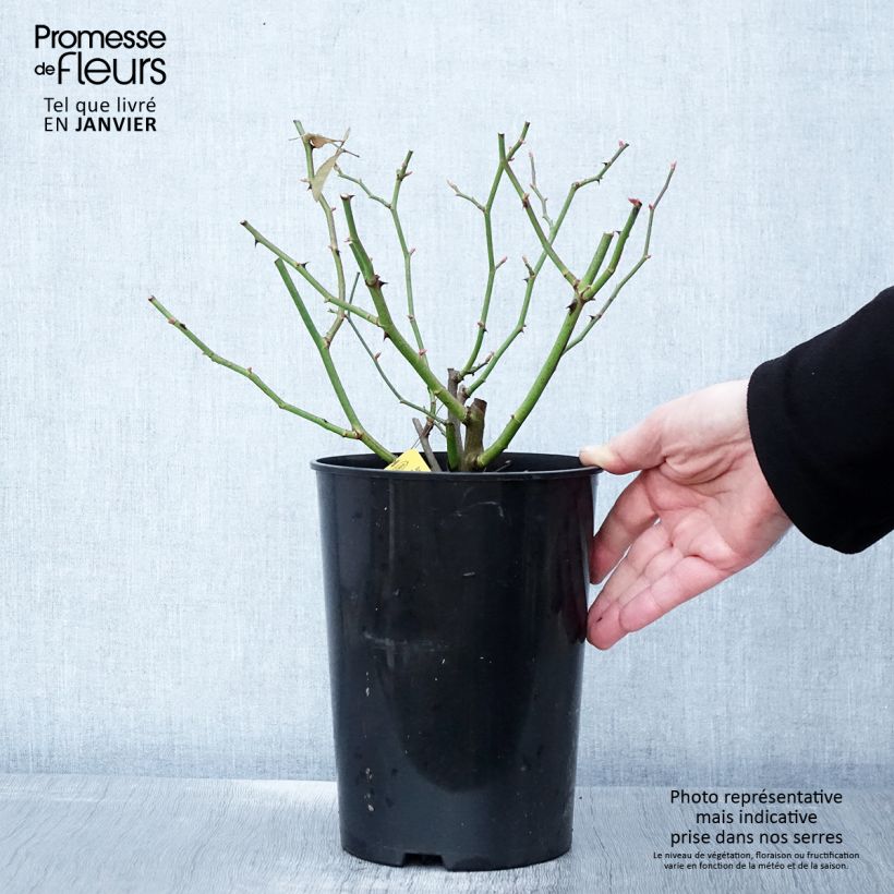 Example of Rosier grimpant Siluetta Sunny Pot de 4L/5L as you get in hiver