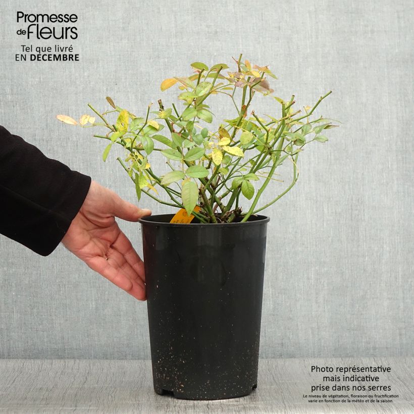 Example of Rosier grimpant Siluetta Sweet Pot de 4L/5L as you get in automne