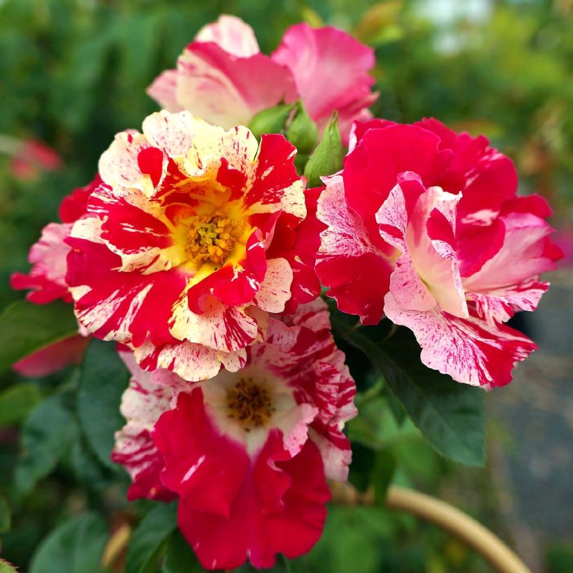 Rosier grimpant Vihaïpi (Flowering)