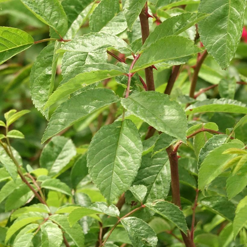 Rosier grimpant Wilderode (Foliage)