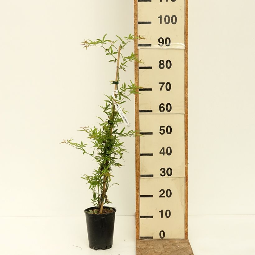 Example of Rosier liane banksiae Purezza Pot de 2L/3L as you get in ete