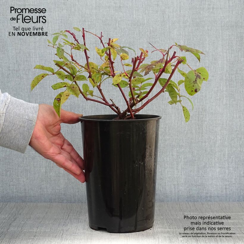 Example of Rosier liane Bobbie James Pot de 4L/5L as you get in automne