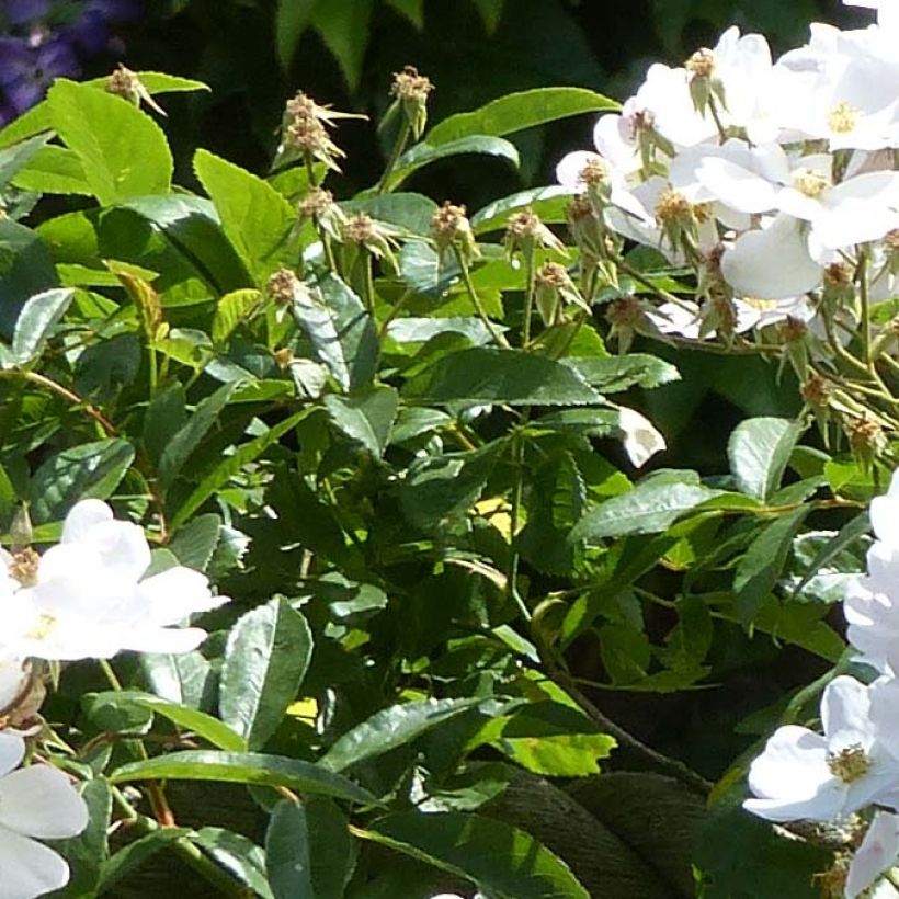 Rosier liane Francis E Lester (Foliage)