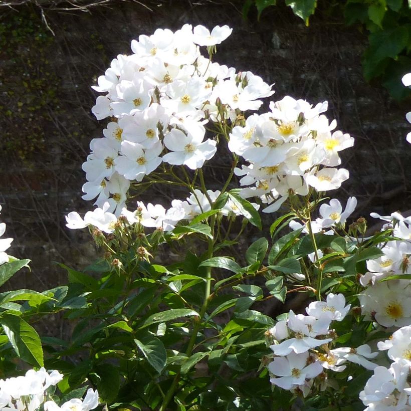 Rosier liane Francis E Lester (Flowering)