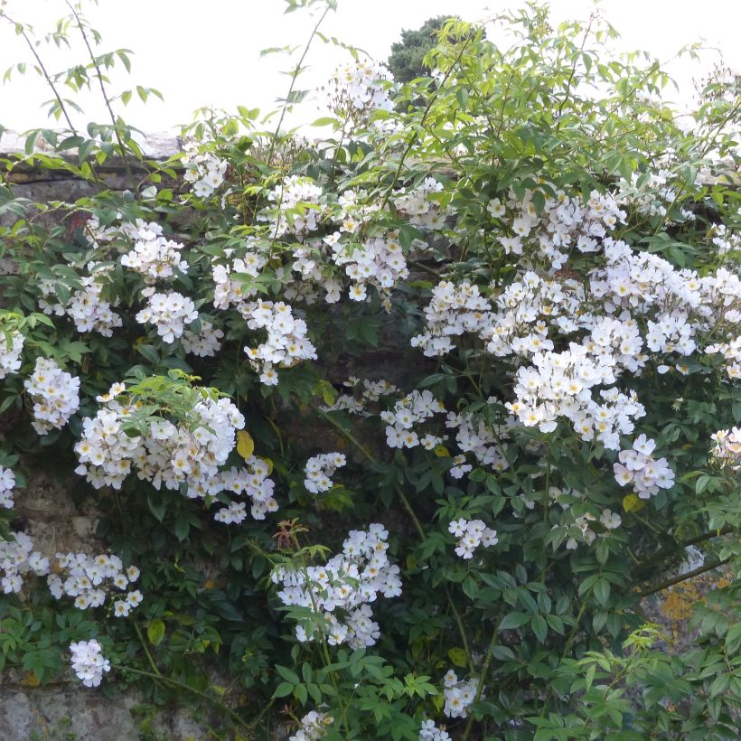 Rosier liane Francis E Lester (Plant habit)
