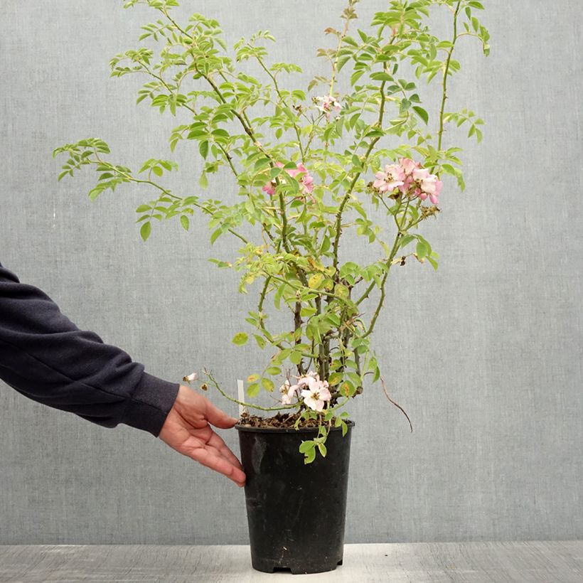 Example of Rosier liane Kew Rambler Pot de 4L/5L as you get in ete