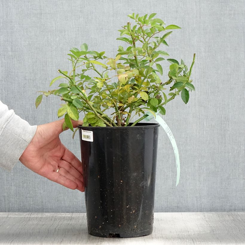 Example of Rosier liane Maria Lisa Pot de 4L/5L as you get in automne