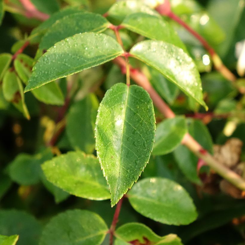 Rosier liane Paul Noel (Foliage)