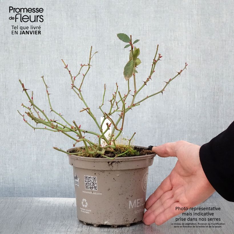 Example of Rosier Meillandecor Pink Chantilly Meilevire Pot de 4L/5L as you get in hiver