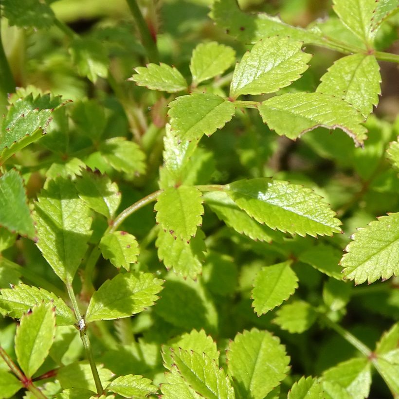 Rosier miniature Cutie Pie (Foliage)