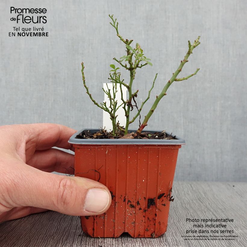 Example of Rosier miniature Cutie Pie Godet de 8/9 cm as you get in automne