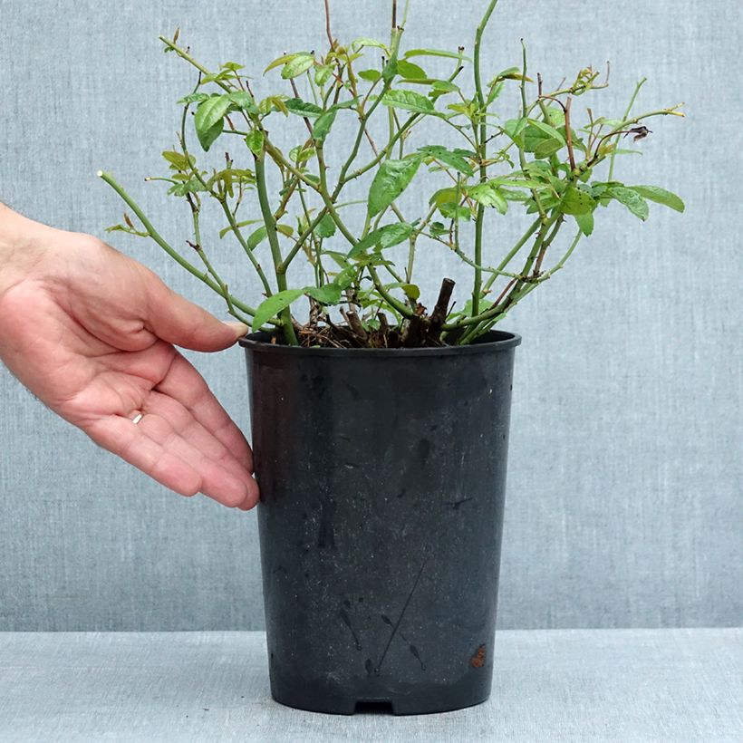 Example of Rosier miniature Fête des Mères Orange (Orange Morsdag) Pot de 3L/4L as you get in ete