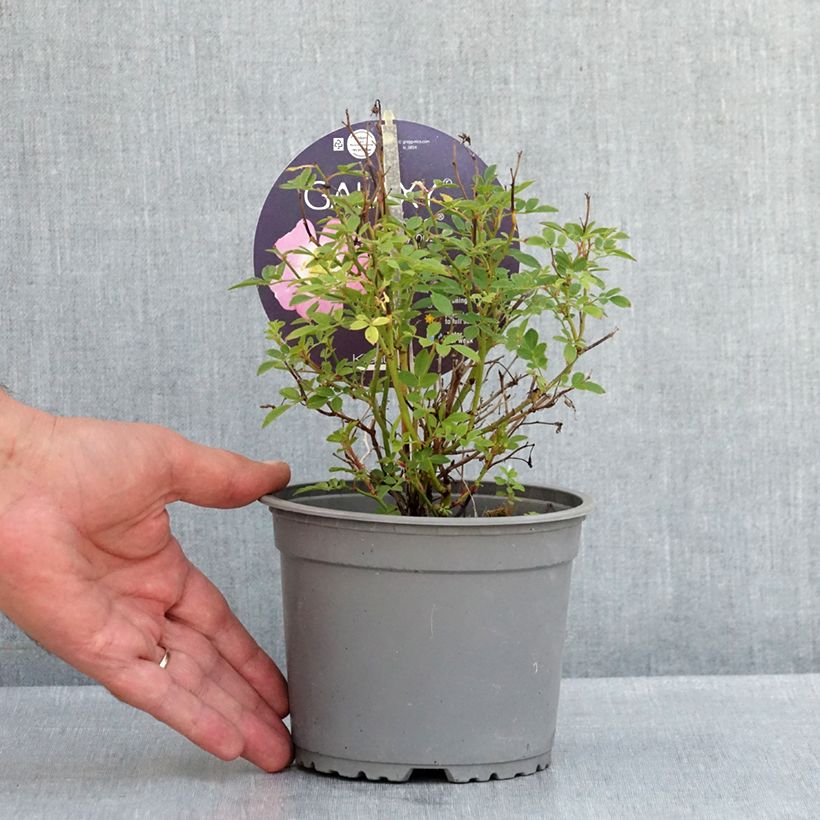 Example of Rosier miniature Galaxy Vega Pot de 1,5L/2L as you get in ete