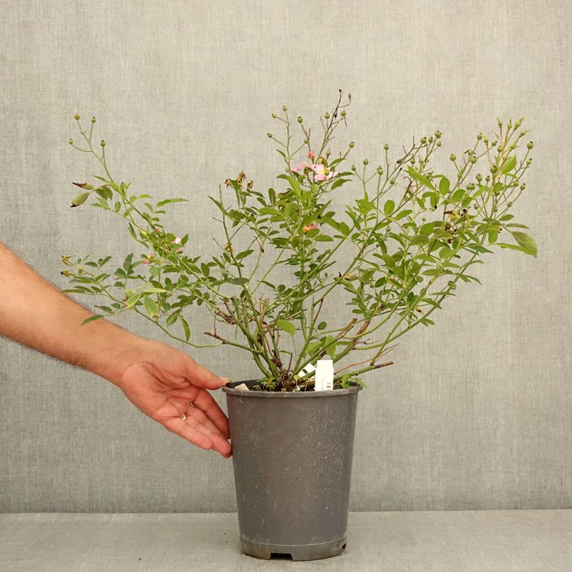 Example of Rosier miniature Ma Fille Sara Pot de 4L/5L as you get in ete