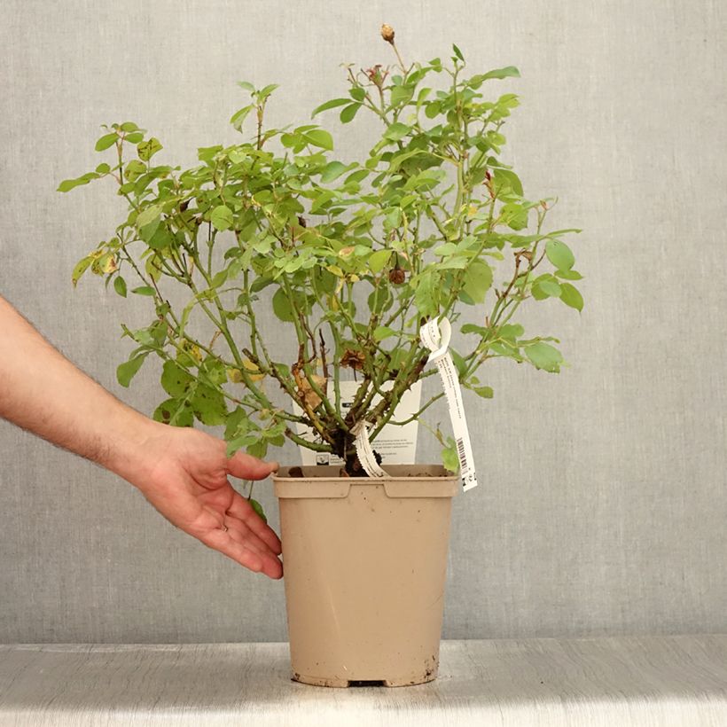Example of Rosier nain Bordure Nacrée Pot de 4L/5L as you get in ete