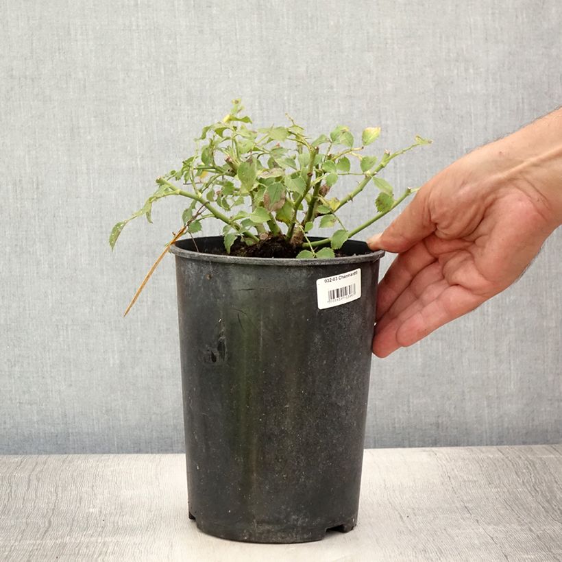 Example of Rosier nain Charmant Pot de 2L/3L as you get in ete