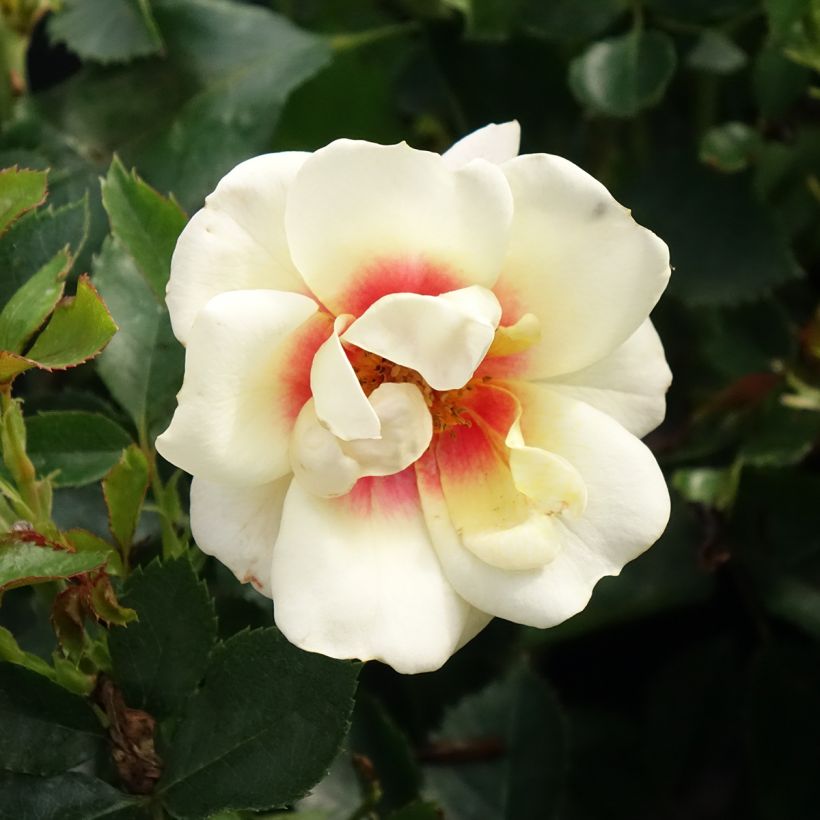 Rosier nain Glorious Babylon Eyes  (Flowering)