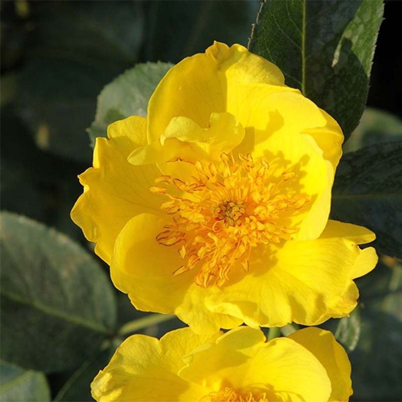 Rosier nain Lemon Fizz (Flowering)