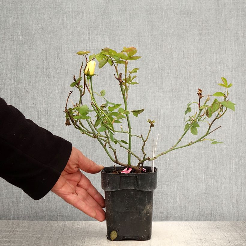 Example of Rosier nain Lemon Fizz Pot de 10 cm/11cm as you get in printemps