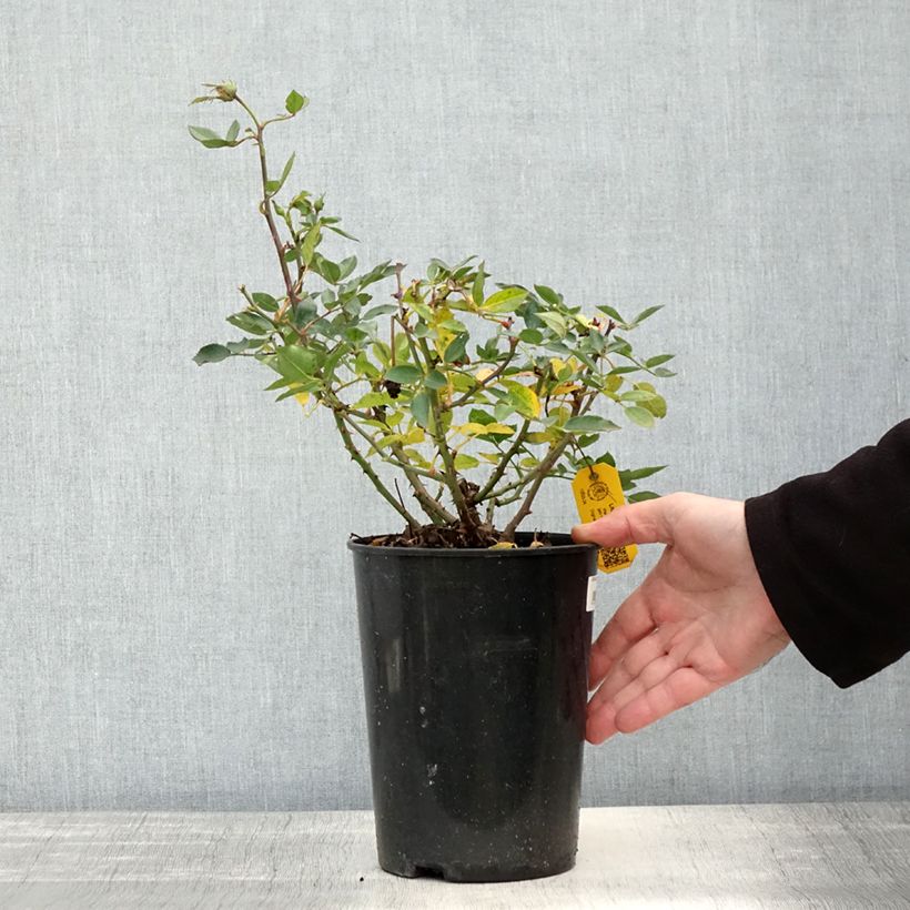 Example of Rosier nain Little Sunset Pot de 3L/4L as you get in automne