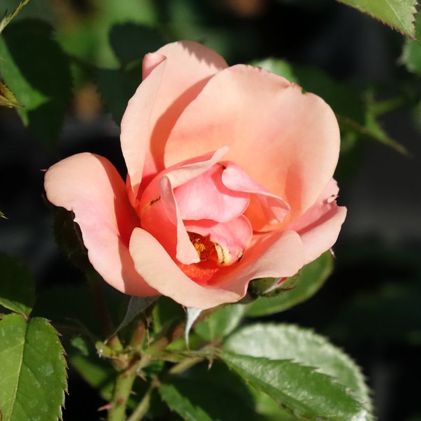 Rosier nain Maestro Babylon Eyes (Flowering)
