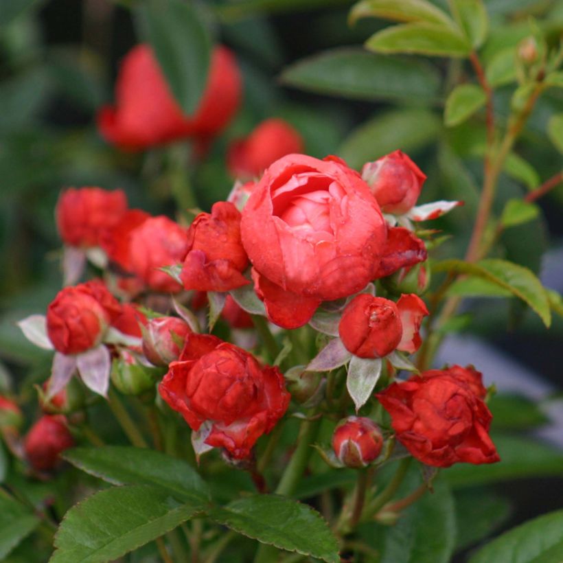 Rosier nain ou miniature Fête des Pères  (Flowering)