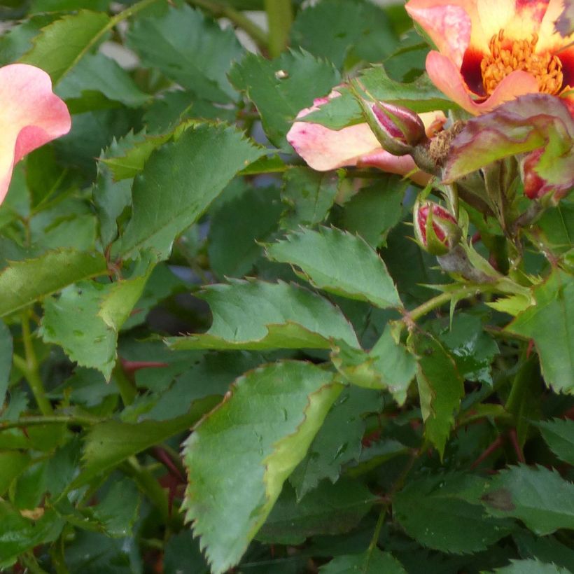Rosier nain Pastel Babylon Eyes (Foliage)