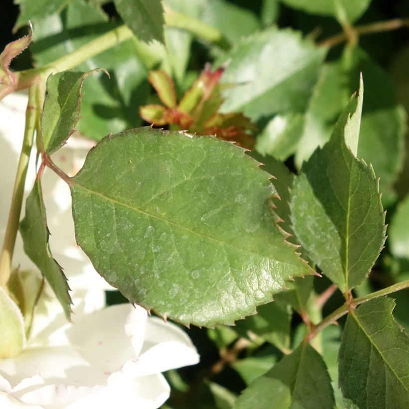 Rosier nain Schneeküsschen  (Foliage)