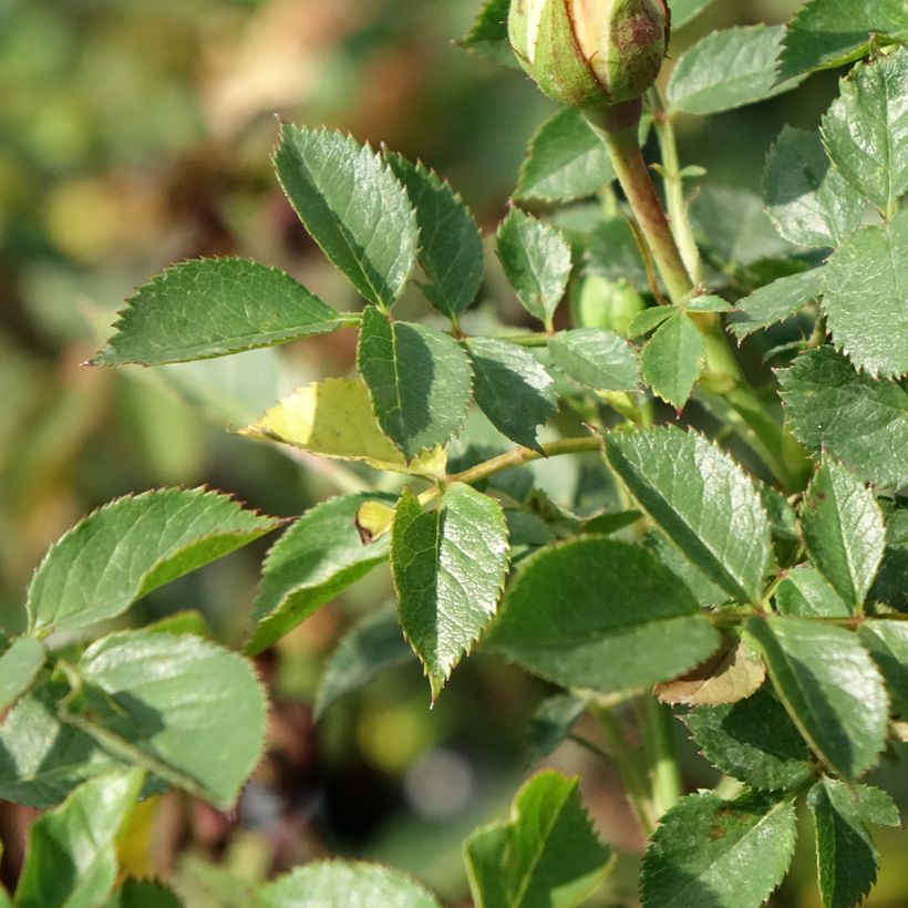 Rosier nain Sweet Dream (Foliage)