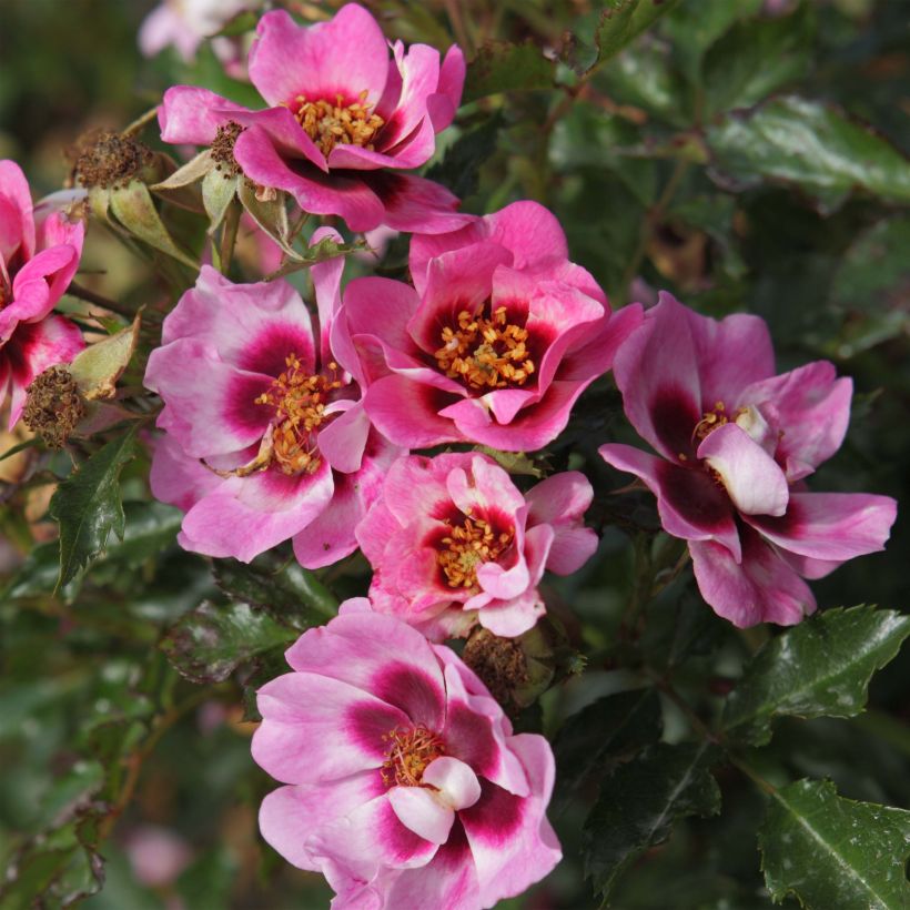 Rosier nain Trendy Babylon Eyes (Flowering)