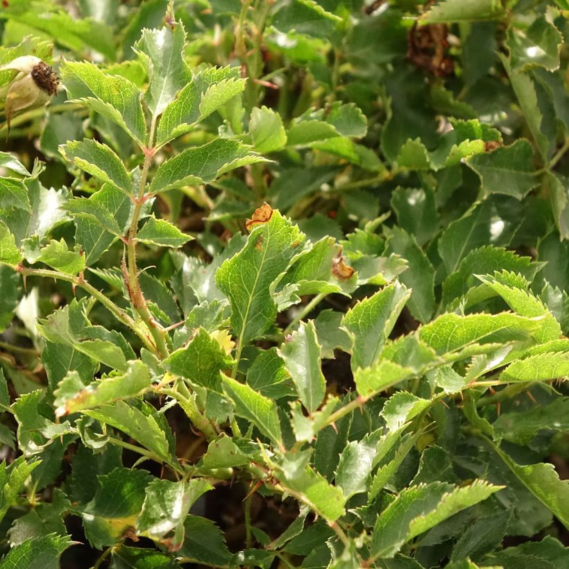 Rosier nain Trendy Babylon Eyes (Foliage)