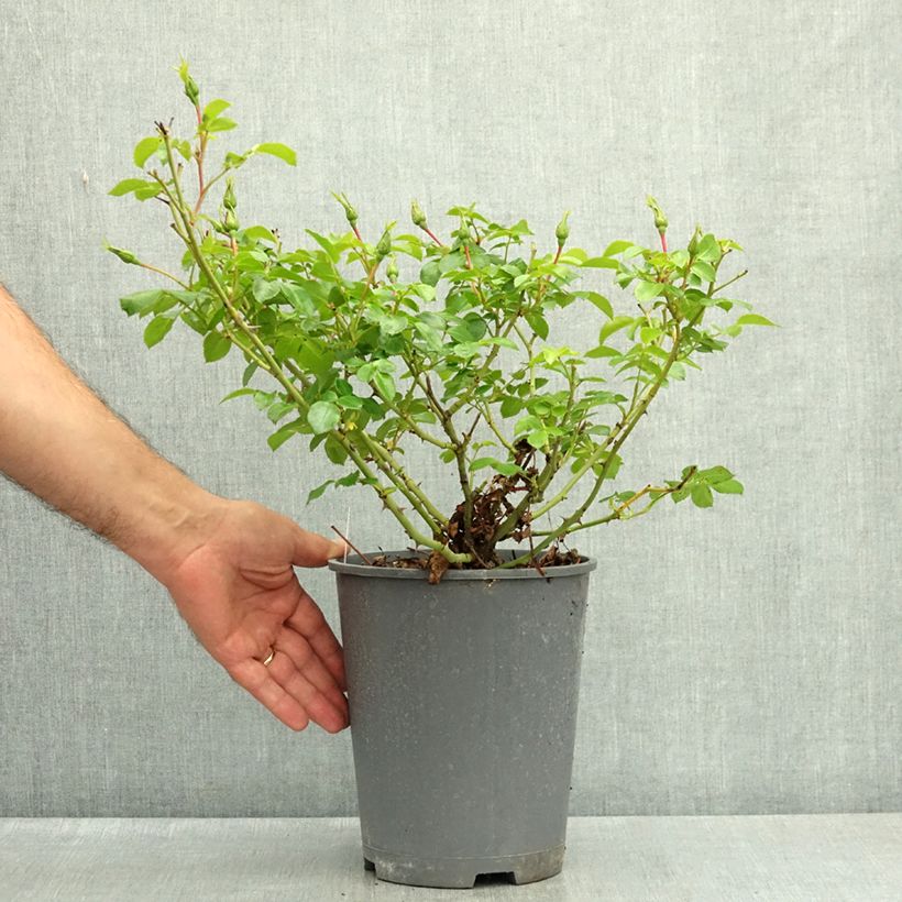 Example of Rosier Nectar Garden Alexander von Humboldt Pot de 3L/4L as you get in ete