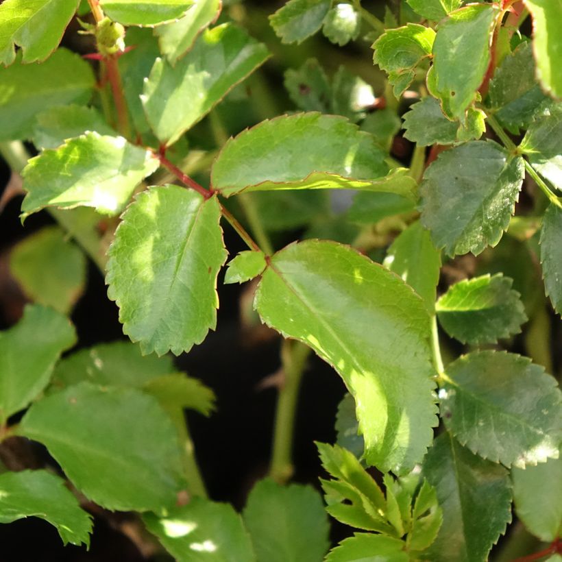 Rosier Nectar Garden Lilliput Lupo (Foliage)