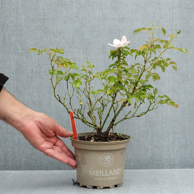 Example of Céleri Martine - Apium graveolens per pack of 100 seeds as you get in ete