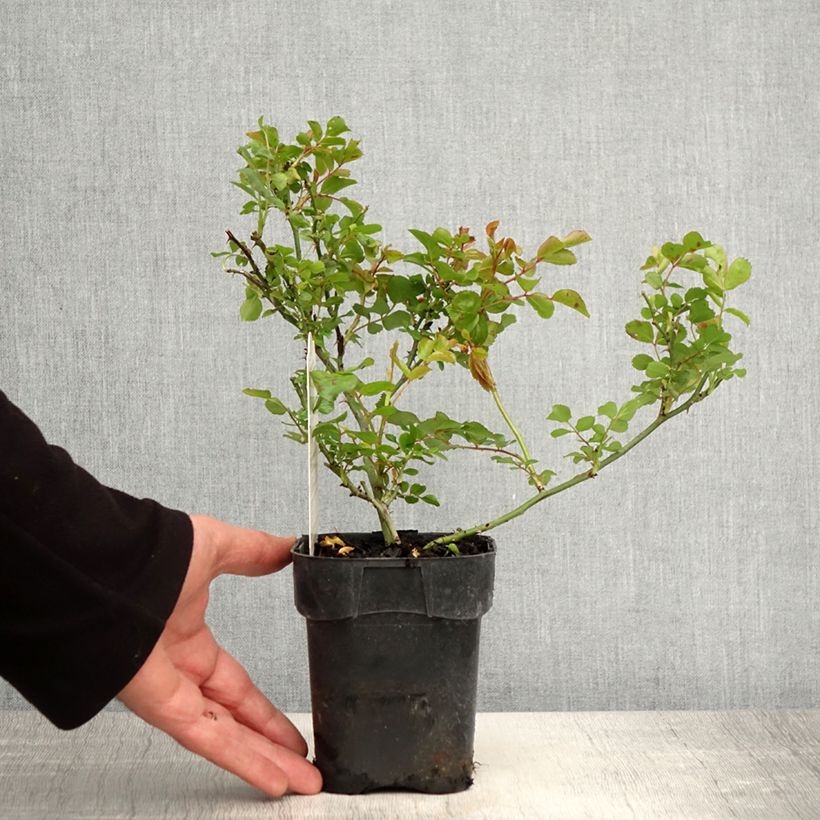 Example of Rosier paysager couvre-sol Les Quatre Saisons Pot de 10 cm/11cm as you get in printemps