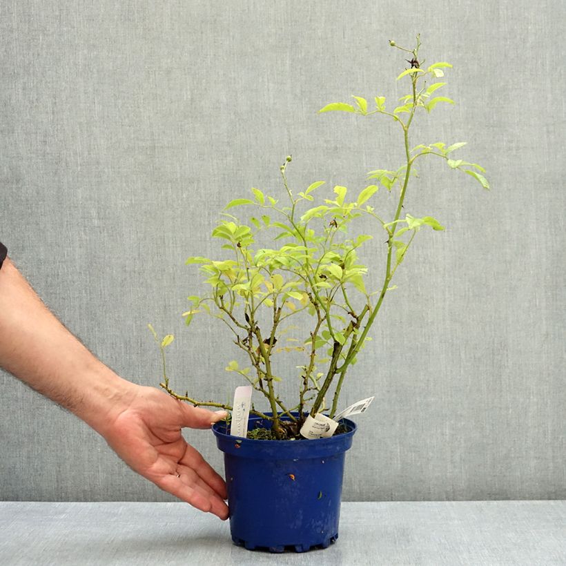 Example of Rosier paysager Rosanatura Rosea Pot de 2L/3L as you get in ete