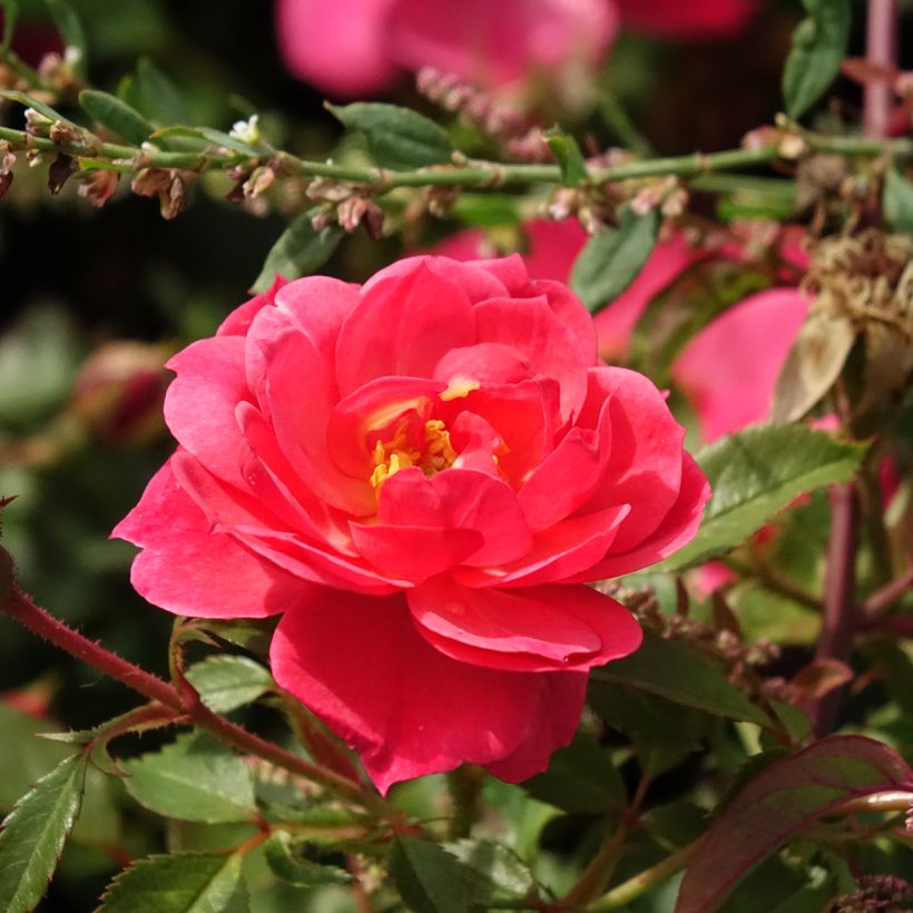 Rosier paysager Street Colors Jolie Provence Meilegase (Flowering)