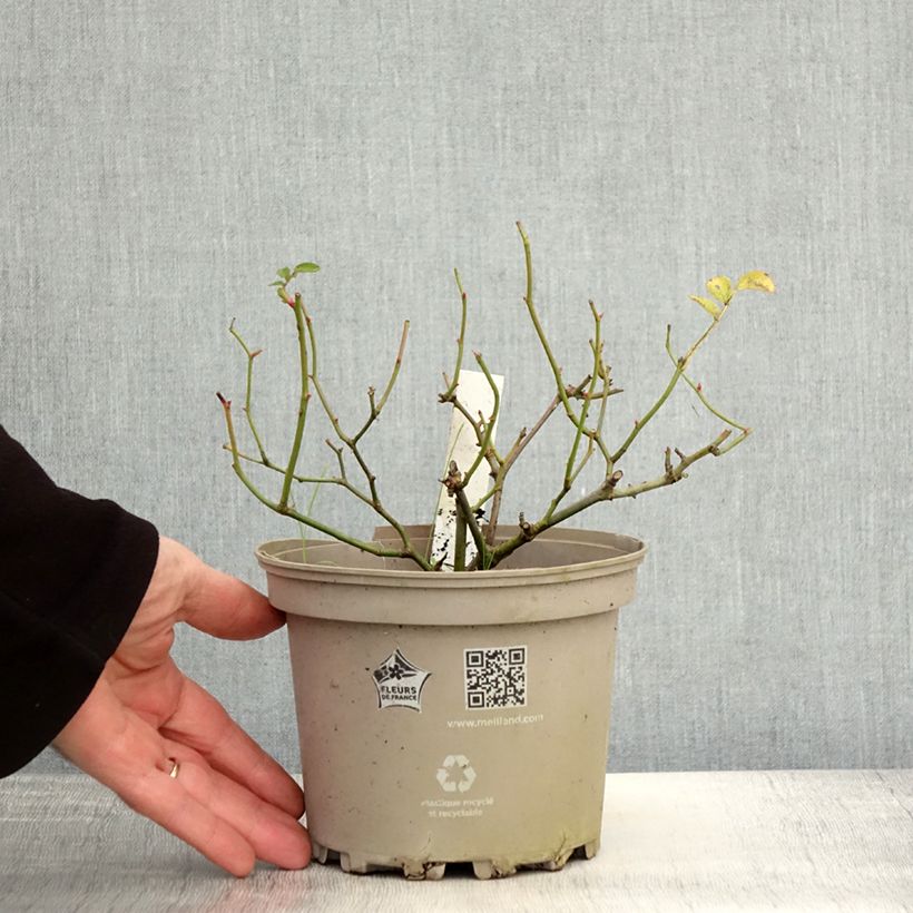 Example of Rosier paysager Street Colors La Grande Motte Meimeigea Pot de 2L/3L as you get in automne