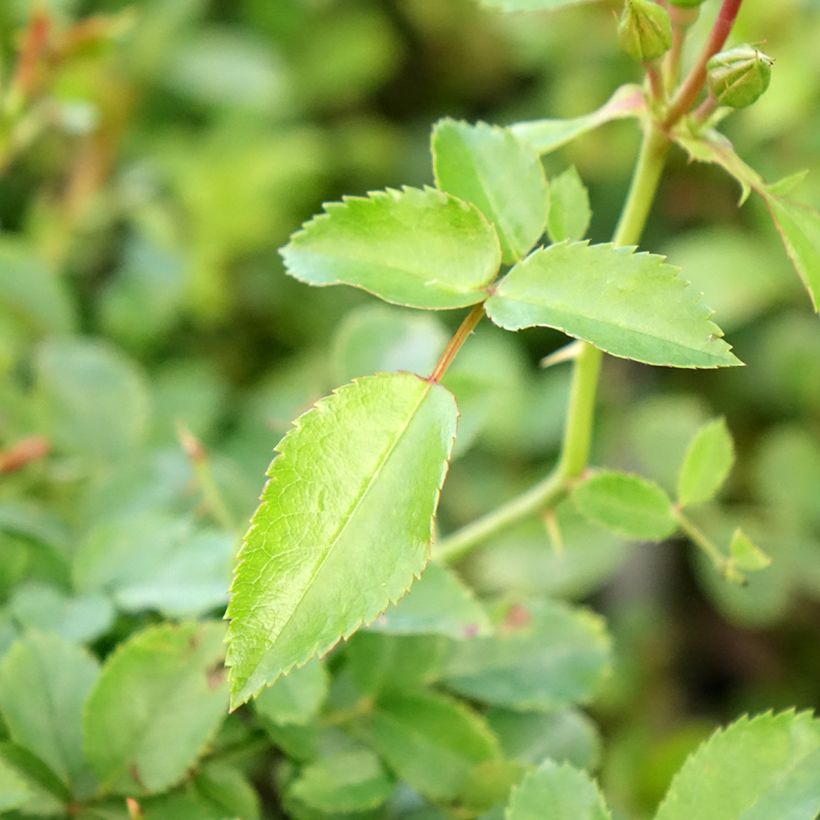 Rosier Rigo Innocencia (Foliage)