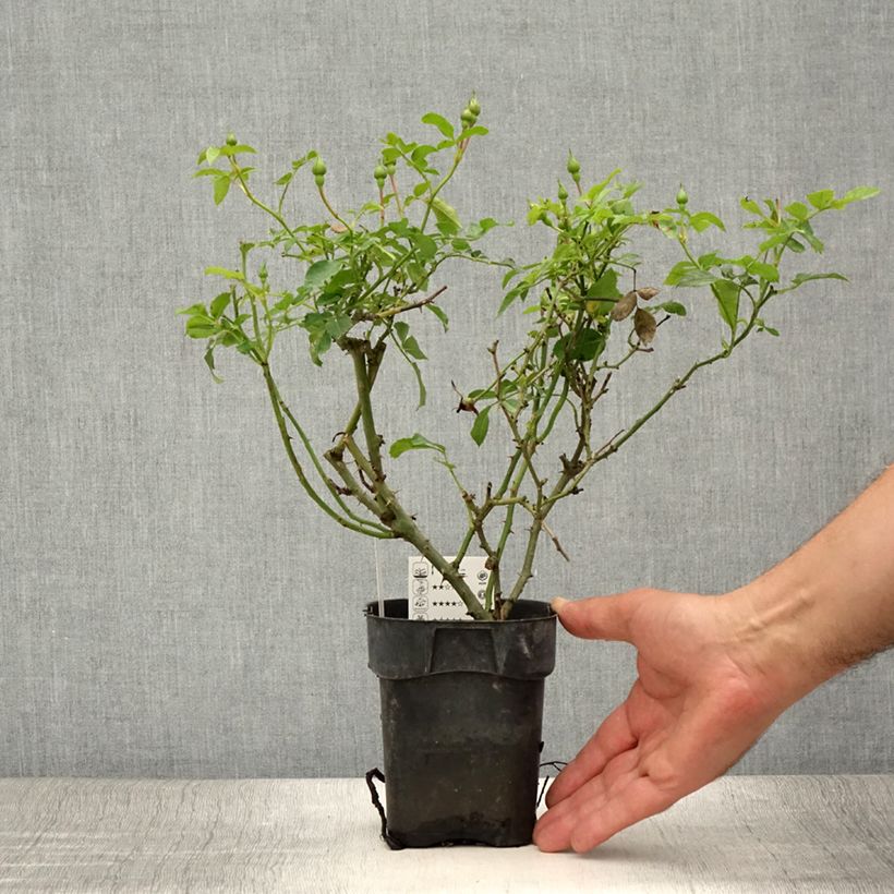 Example of Rosier Rigo Innocencia Pot de 10 cm/11cm as you get in ete