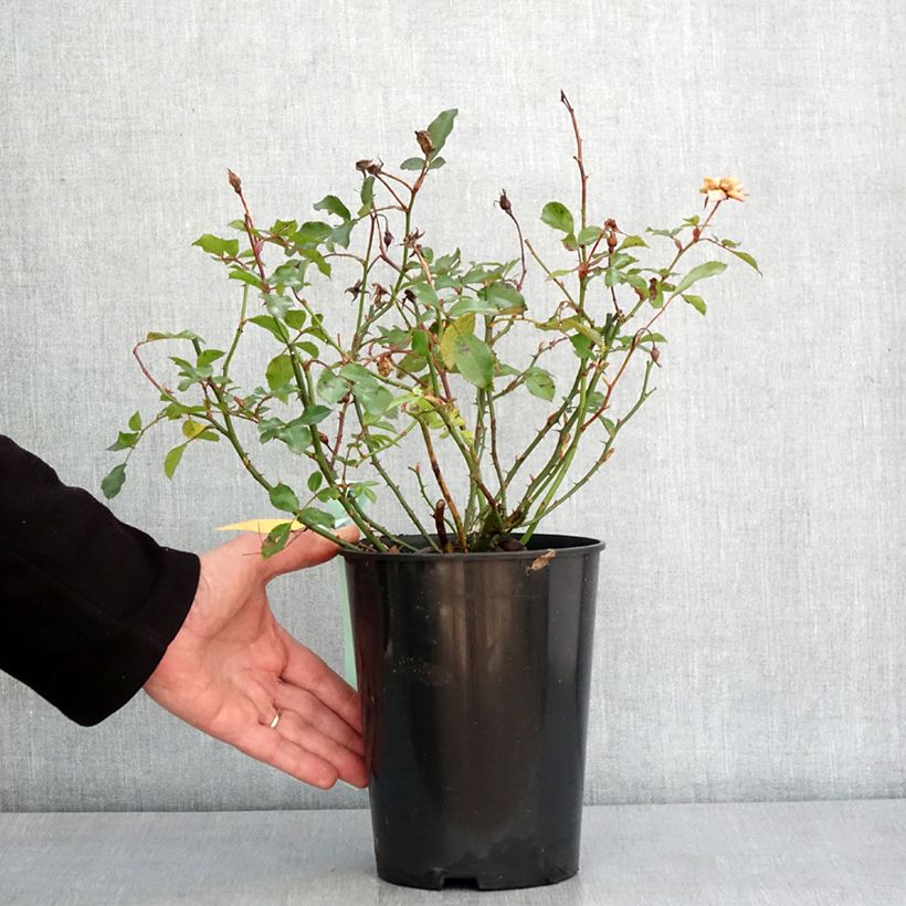 Example of Rosier Rigo Innocencia Pot de 3L/4L as you get in hiver