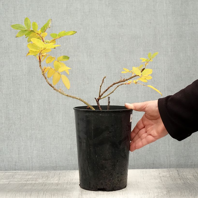 Example of Rosier rugosa Hansa Pot de 4L/5L as you get in automne