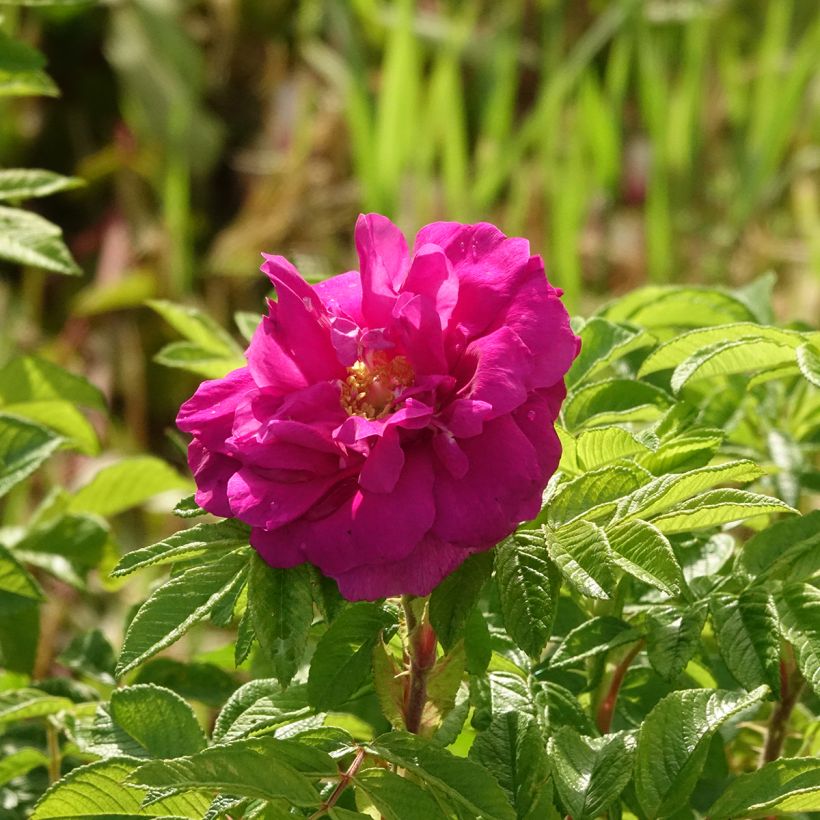 Rosier rugosa Hansa (Flowering)