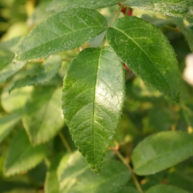 Rosier See You In Red (Foliage)