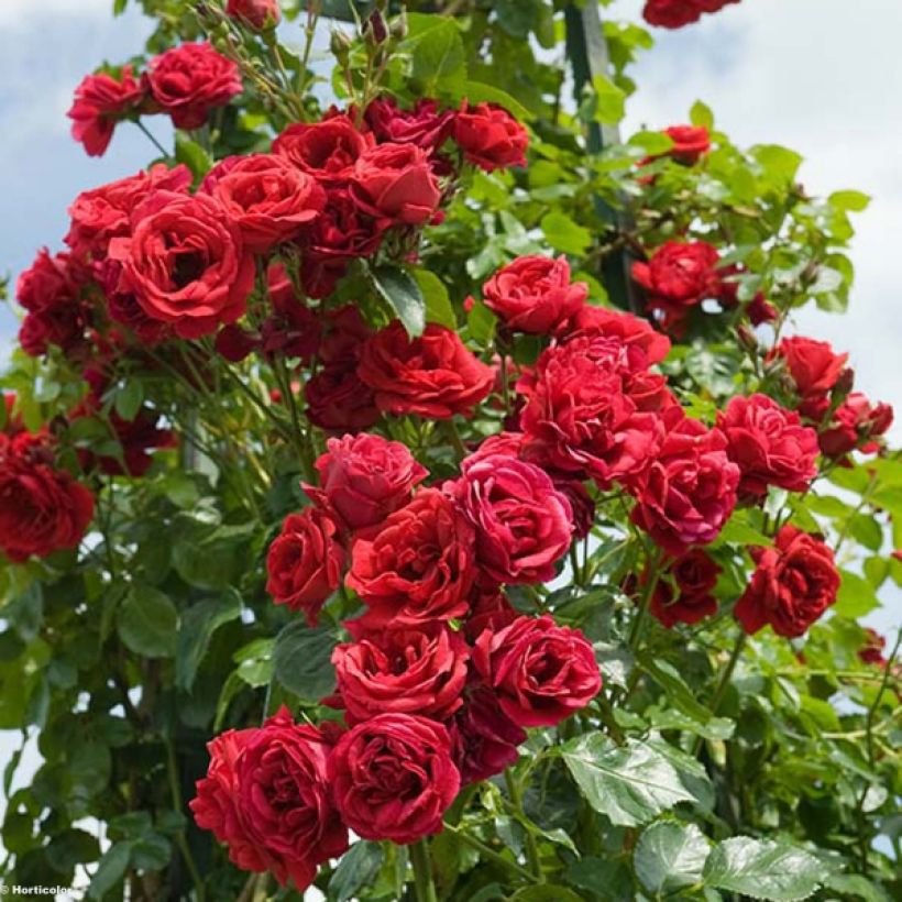 Rosier grimpant Sympathie (Flowering)