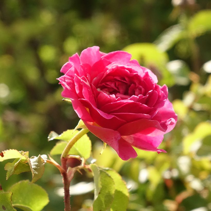Rosier Tige anglais David Austin Gabriel Oak  (Flowering)