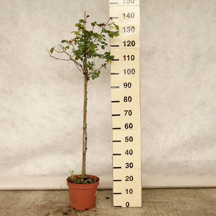 Example of Rosier Tige anglais David Austin Gabriel Oak  Pot de 4L/5L, Tige as you get in ete