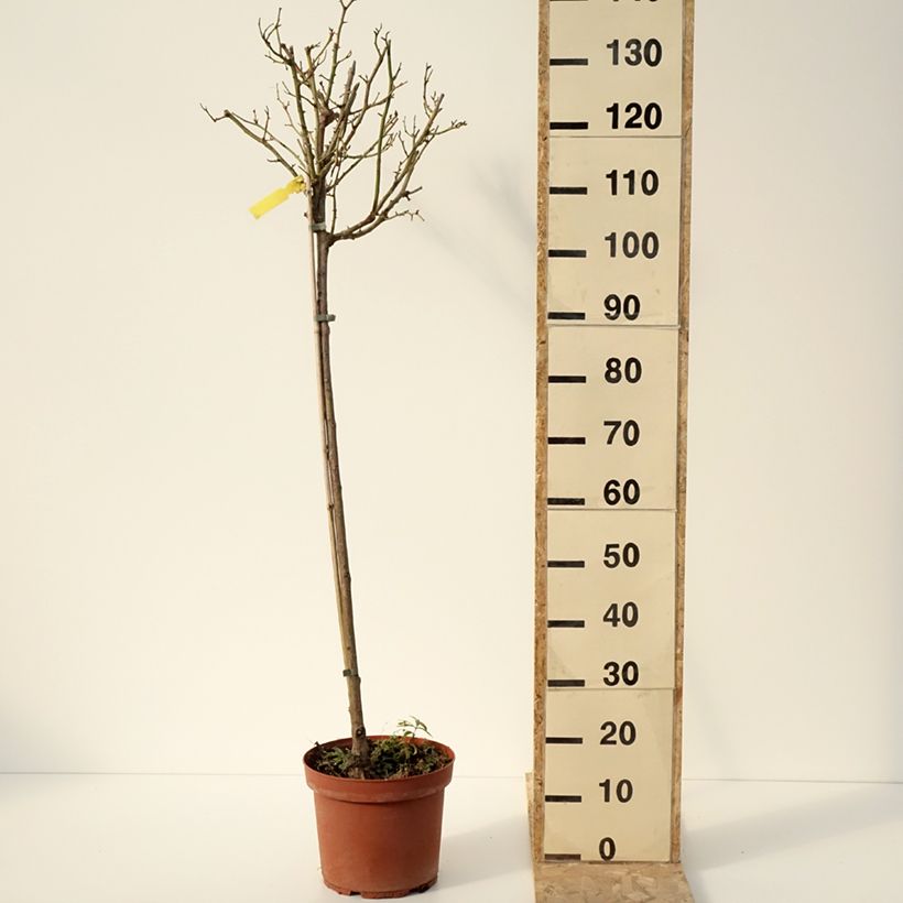 Example of Rosier tige Côté jardin Pot de 7,5L/10L, Tige as you get in hiver