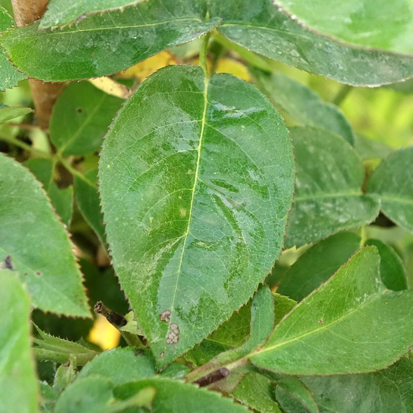 Rosier tige Heidi Klum  (Foliage)